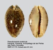 Pseudozonaria arabicula
